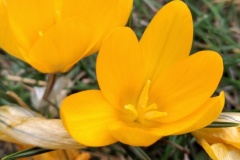 1.-Amelia-Czarnecka-Pierwsze-wiosenne-kwiatki
